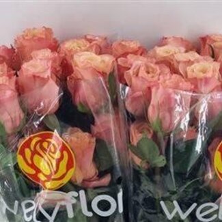 Freshy Roses “Fascination” | Couleur: Rose | Longueur ± 60 centimeter | Par 25 roses