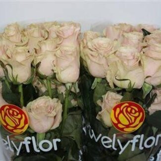 Freshy Roses “Pink Mondial” | Couleur: Rose | Longueur ± 50 centimeter | Par 25 roses
