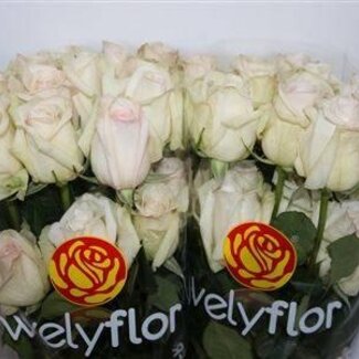 Freshy Roses “White Ohara” | Couleur: Blanc Rosé | Longueur ± 40 centimeter | Par 25 roses