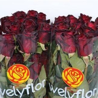 Freshy Rosen “Black Baccara” | Farbe: Rot | Länge ± 50 centimeter | Pro 25 Rosen