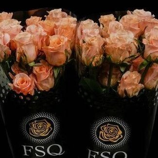 Freshy Großblütige Rose “Shimmer” | Farbe: Rosa | Länge ± 60 centimeter | Herkunft Ecuador | Pro 20 frische Blumen