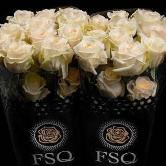 Freshy Rose à grandes fleurs “Candle Light” | Couleur: Jaune | Longueur ± 50 centimeter | Origine Équateur | Par 20 fleurs fraîches