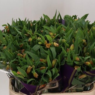 Freshy Alstroemeria “Aurora” | Couleur: Orange | Longueur ± 75 centimeter | Par 10 tiges de fleurs fraîches
