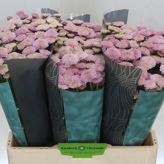 Freshy Chrysanthème Chrysant Santini “Ellison Sweet” | Couleur: Violet | Longueur ± 55 centimeter | Par 25 tiges de fleurs fraîches