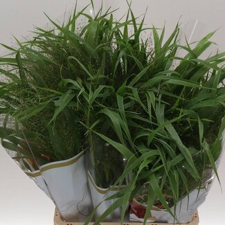 Freshy Panicum Virgatum “Fontaine” | Kleur: Groen | Lengte ± 75 centimeter | Per 50 stelen