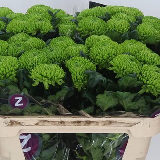 Freshy Déco Chrysanthème Chrysanthème “Alemani” | Couleur: Vert | Longueur ± 70 centimètre | Par 10 fleurs fraîches