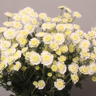 Freshy Troschrysant Chrysanthemum “Stallion” | Kleur: Wit | Lengte ± 70 centimeter | Per 10 stelen verse bloemen