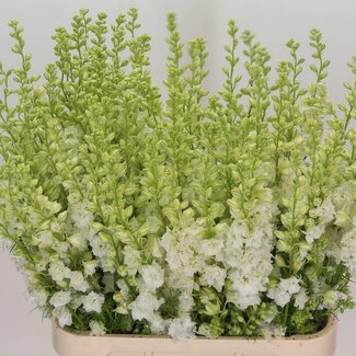 Freshy Consolida Ridderspoor “Q White” | Kleur: Wit | Lengte ± 90 centimeter | Per 10 verse bloemen
