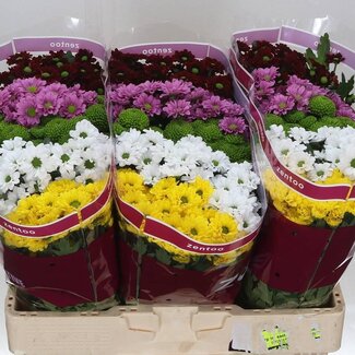 Freshy Chrysanthemum Chrysant Santini “Hot” | Farbe: Gemischte Farben | Länge ± 55 centimeter | Pro 25 Stiele frische Blumen