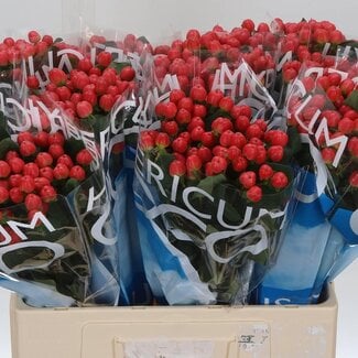 Freshy Hypericum “Coco Tango” | Kleur: Rood | Lengte ± 60 centimeter | Per 20 verse stelen