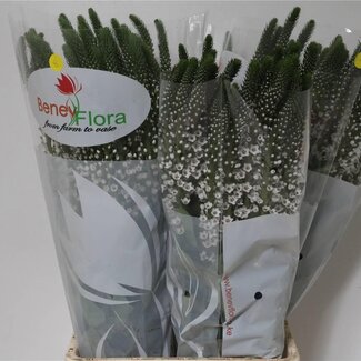 Freshy Lysimachia “Moonlight” | Couleur: Blanc | Longueur ± 80 centimètre | Par 25 tiges fraîches