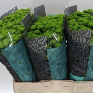 Freshy Chrysanthème Chrysant Santini “Country” | Couleur: Vert | Longueur ± 55 centimeter | Par 25 tiges de fleurs fraîches