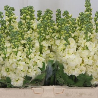 Freshy Violier Matthiolia “Mathilda Geel” | Kleur: Geel | Lengte ± 58 centimeter | Per 10 stelen verse bloemen