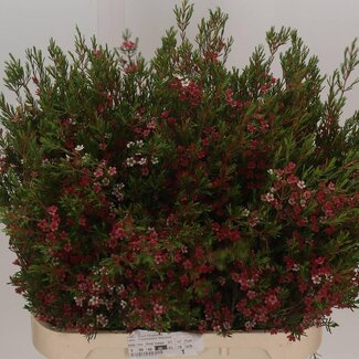 Freshy Chamelaucium Fleur de cire “My Sweet 16” | Couleur: Blanc | Longueur ± 80 centimeter | Par 25 fleurs fraîches