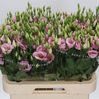 Freshy Eustoma Lisianthus Enkelbloemig “Claire Light Pink” | Kleur: Roze | Lengte ± 70 centimeter | Per 10 stelen verse bloemen