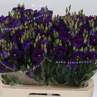 Freshy Eustoma Lisianthus à fleur simple “Picco Violet” | Couleur: Violet | Longueur ± 70 centimeter | Par 10 tiges de fleurs fraîches