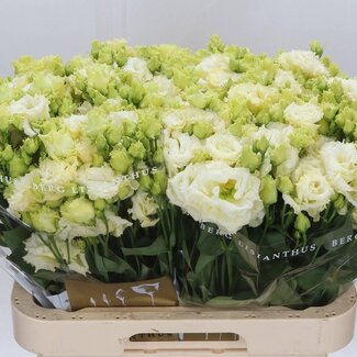 Freshy Eustoma Lisianthus Filled “Alissa Yellow” | Colour: Yellow | Length ± 70 centimeter | Per 10 stems fresh flowers