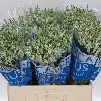Freshy Veronica Speedwell “Smart Wave” | Colour: White | Length ± 60 centimetre | Per 20 stems fresh flowers