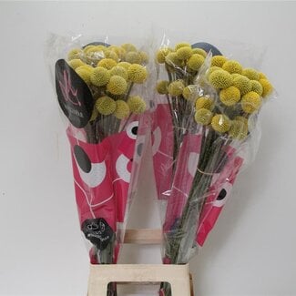 Freshy Craspedia Trommelstokjes “Paint Pop” | Kleur: Geel | Lengte ± 80 centimeter | Per 25 stelen verse bloemen