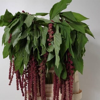 Freshy Amaranthus Caudatus Queue de chat “Rosary” | Couleur: Violet | Longueur ± 80 centimeter | Par 10 tiges de fleurs fraîches