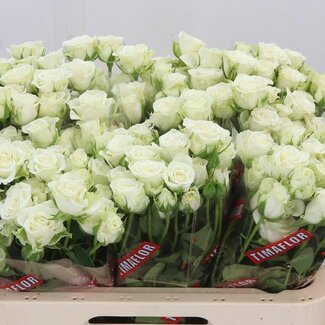Freshy Rose en grappe hollandaise “Snowflake” | Couleur: Blanc | Longueur ± 60 centimeter | Par 10 fleurs fraîches