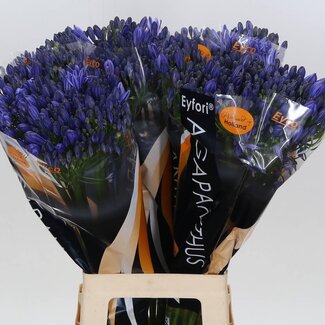 Freshy Agapanthus “Atlantic Ocean” Eijco | Couleur: Bleu | Longueur ± 70 centimeter | Par 10 tiges de fleurs fraîches