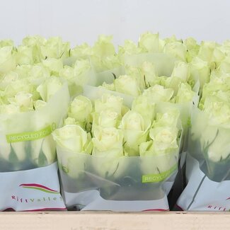Freshy Roses “Athena” | Couleur: Blanc | Longueur ± 50 centimeter | Par 20 roses