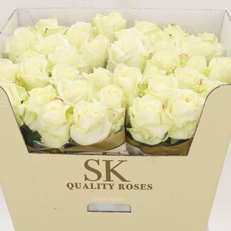 Freshy Roses “Avalanche Koene White” | Couleur: Blanc | Longueur ± 70 centimeter | Par 10 roses