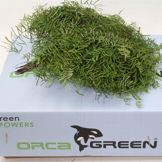 Freshy Korallenfarn | Farbe: Grün | Länge ± 15 centimeter | 30 Zweige pro Bündel | Pro 5 Bündel