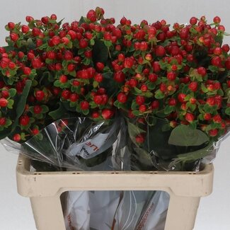 Freshy Hypericum Millepertuis “Magical Triumph” | Couleur: Rouge | Longueur ± 60 centimètre | Par 25 tiges