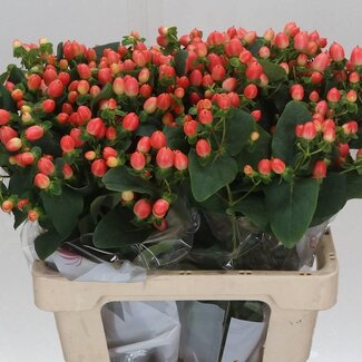 Freshy Hypericum Millepertuis “Magical Royal Princess” | Couleur: Rouge | Longueur ± 60 centimeter | Par 25 tiges