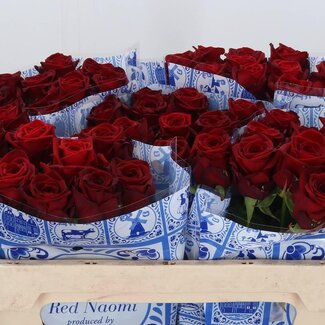 Freshy Dutch Roses “Red Naomi” | Colour: Red | Length ± 70 centimetre | Per 20 roses