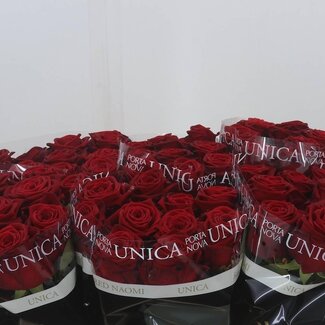 Freshy Rozen “Red Naomi” Unica | Kleur: Rood | Lengte ± 50 centimeter | Per 10 rozen