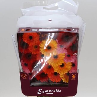 Freshy Gérbera Mi Aqua “Mix de base” | Couleur: Couleurs mélangées | Longueur ± 45 centimeter | Par 20 fleurs fraîches