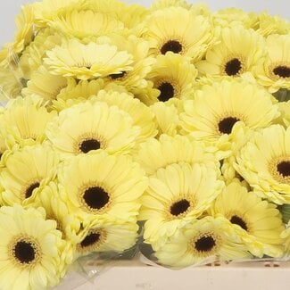 Freshy Germini Aqua “Surfer” | Kleur: Geel | Lengte ± 50 centimeter | Per 20 verse bloemen