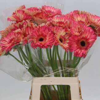 Freshy Gerbera “Hippie Chic” | Farbe: Gelb Rosa | Länge ± 50 centimeter | Pro 10 frische Blumen