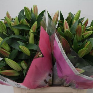 Freshy Lilie Oriental Aqua x Trompet-Lilie “Tabledance” | Farbe: Rosa | Länge ± 95 centimeter | Pro 10 Stiele frische Blumen