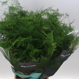 Freshy Asparagus Setaceus Moyen Coupé | Couleur: Vert | Longueur ± 50 centimeter | Par 50 tiges fraîches