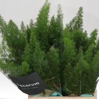 Freshy Asparagus Densiflorus “Myers” | Farbe: Grün | Länge ± 45 centimeter | Pro 50 frische Stiele