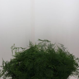 Freshy Asparagus Setaceus Extra Federn | Farbe: Grün | Länge ± 65 centimeter | Pro 50 frische Stiele