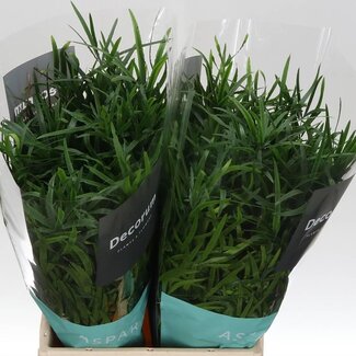Freshy Asparagus Falcatus | Kleur: Groen | Lengte ± 45 centimeter | Per 50 verse stelen