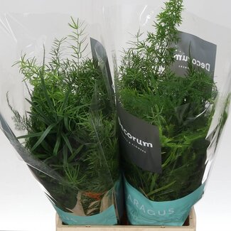 Freshy Mélange d'asperges | Couleur: Vert | Longueur ± 45 centimeter | Par 50 tiges fraîches | Par botte