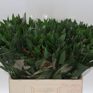 Freshy Kurze Alstroemeria “Rockstar” | Farbe: Rot | Länge ± 60 centimeter | Pro 20 Stiele frische Blumen