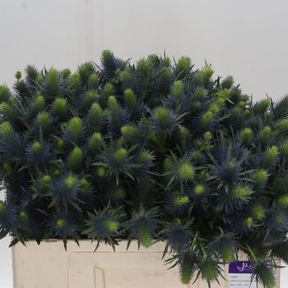 Freshy Eryngium Blue Thistle “Supernova Qstar” | Colour: Purple | Length ± 50 centimetre | Per 10 stems fresh flowers
