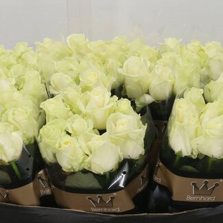 Freshy Roses “Avalanche” Bernard Optimum | Couleur: Blanc | Lengte ± 60 centimeter | Par 20 roses
