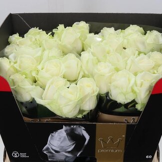 Freshy Rosen “Avalanche” Bernard Premium | Farbe: Weiß | Länge ± 60 centimeter | Pro 20 Rosen
