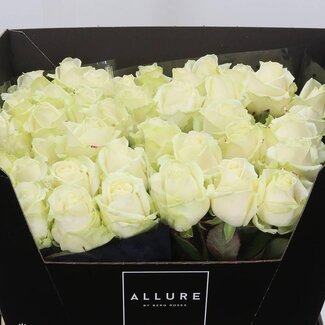 Freshy Rosen “Avalanche Allure” | Farbe: Weiß | Länge ± 60 centimeter | Pro 10 Rosen
