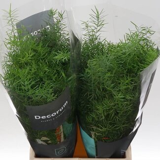 Freshy Asparagus Densiflorus Sprengeri | Kleur: Groen | Lengte ± 45 centimeter | Per 50 verse stelen