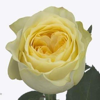 Freshy Rosen “Buttercup Allure” | Farbe: Orange | Länge ± 80 Zentimeter | Pro 10 Rosen