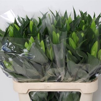 Freshy Lily Oriental Aqua “Marlon” | Colour: Pink | Length ± 85 centimetre | Per 10 stems fresh flowers